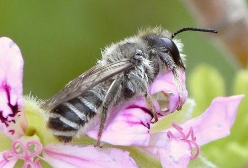 Réf. 260 249 : Megachile ericetorum